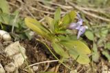 Vinca herbacea