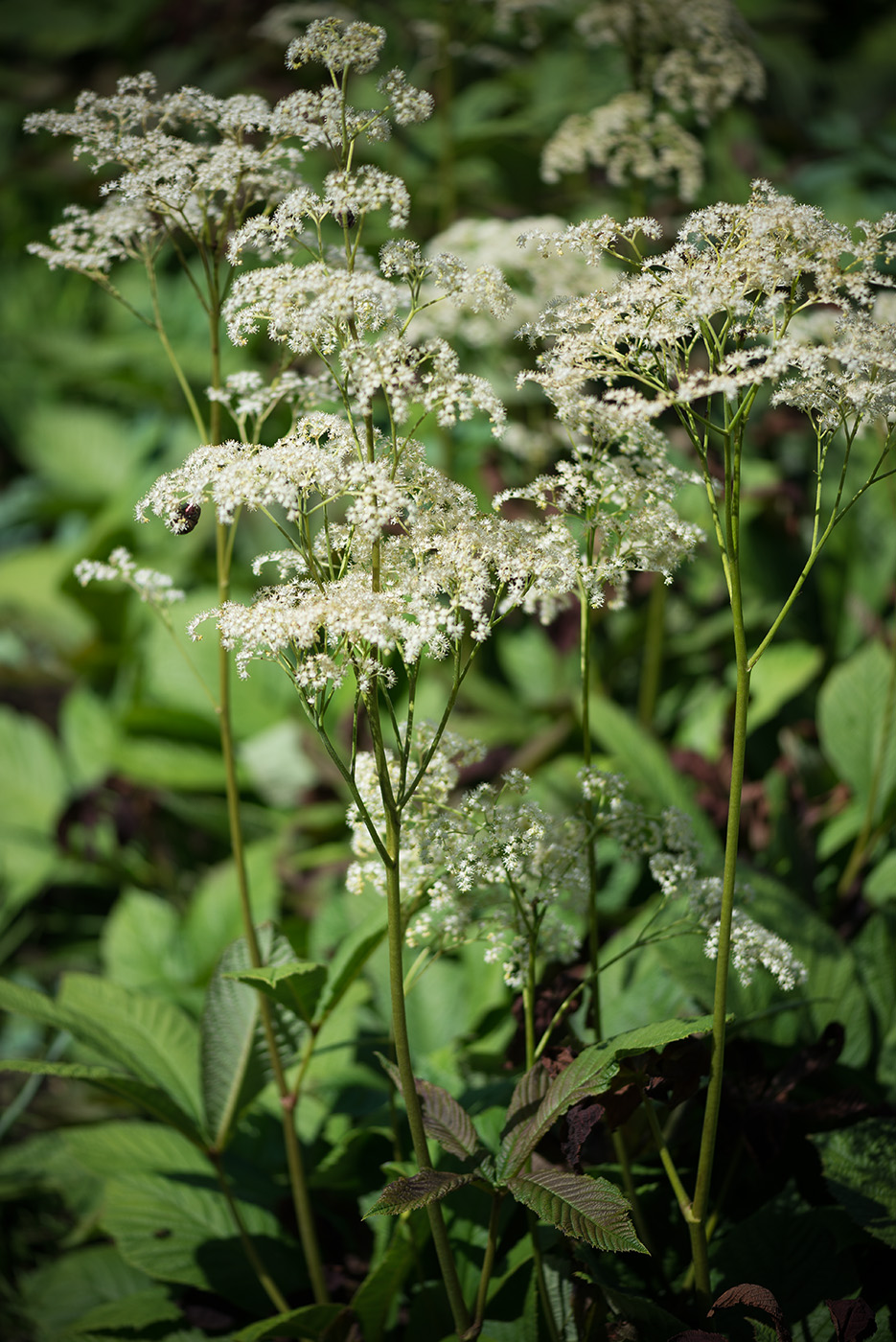 Изображение особи Rodgersia aesculifolia.