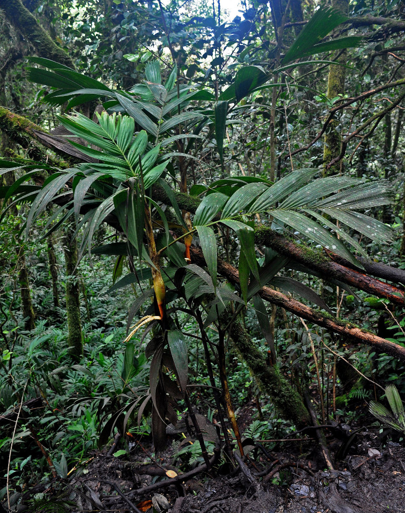 Image of Pinanga polymorpha specimen.