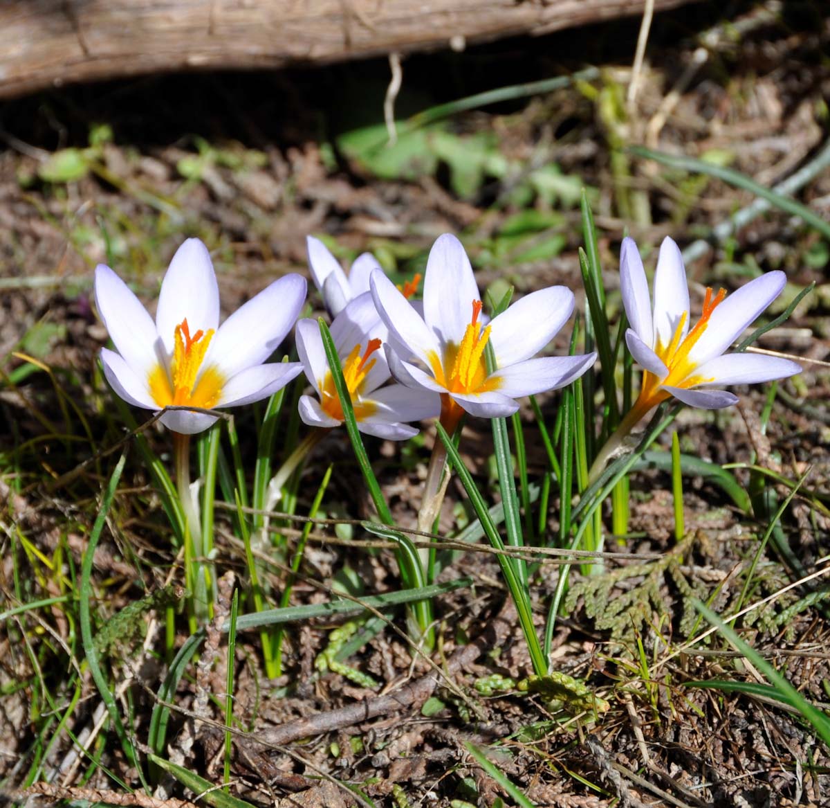 Image of Crocus cyprius specimen.