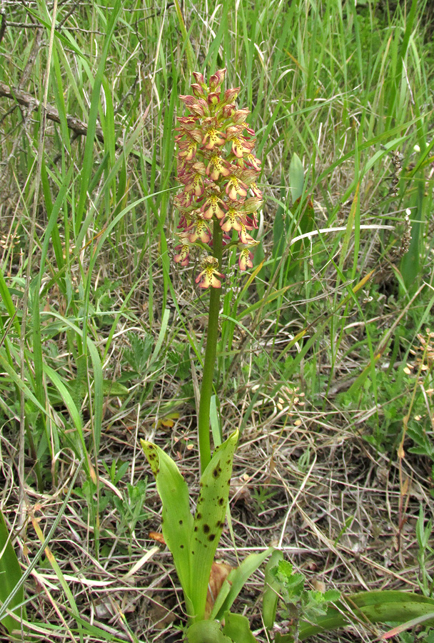 Image of Orchis &times; wulffiana specimen.