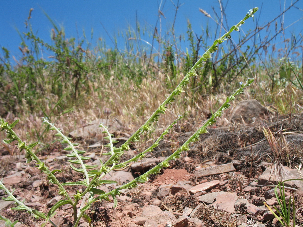 Image of Lappula sessiliflora specimen.