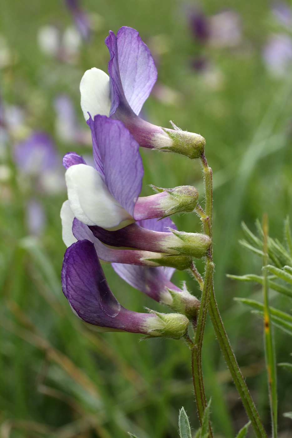 Image of Vicia subvillosa specimen.