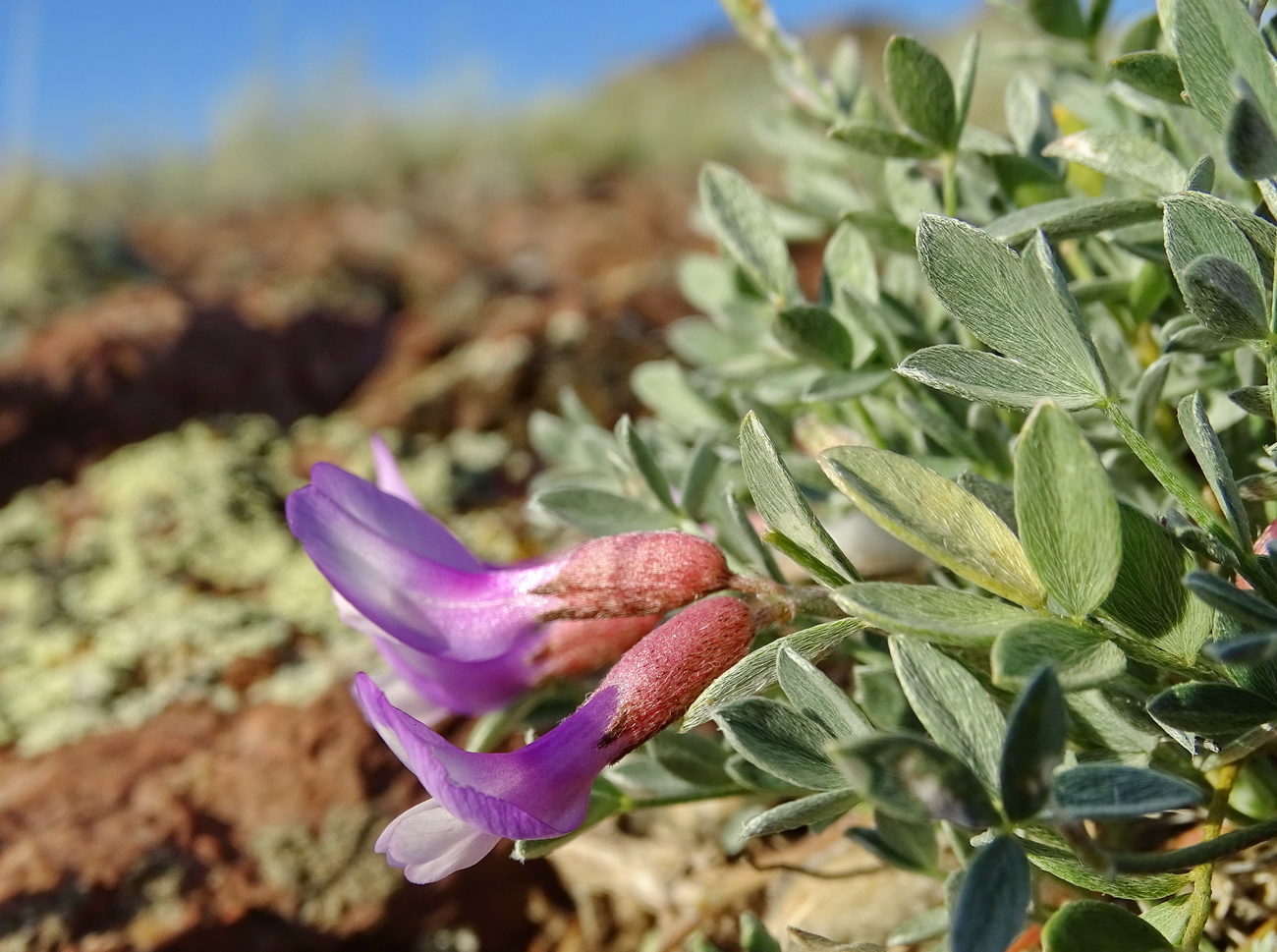 Изображение особи Astragalus kasachstanicus ssp. coloratus.