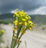 Erysimum brevistylum. Верхушка побега с цветками и плодами. Кабардино-Балкария, Эльбрусский р-н, окр. г. Тырныауз, ок. 2000 м н.у.м., у дороги. 04.07.2019.