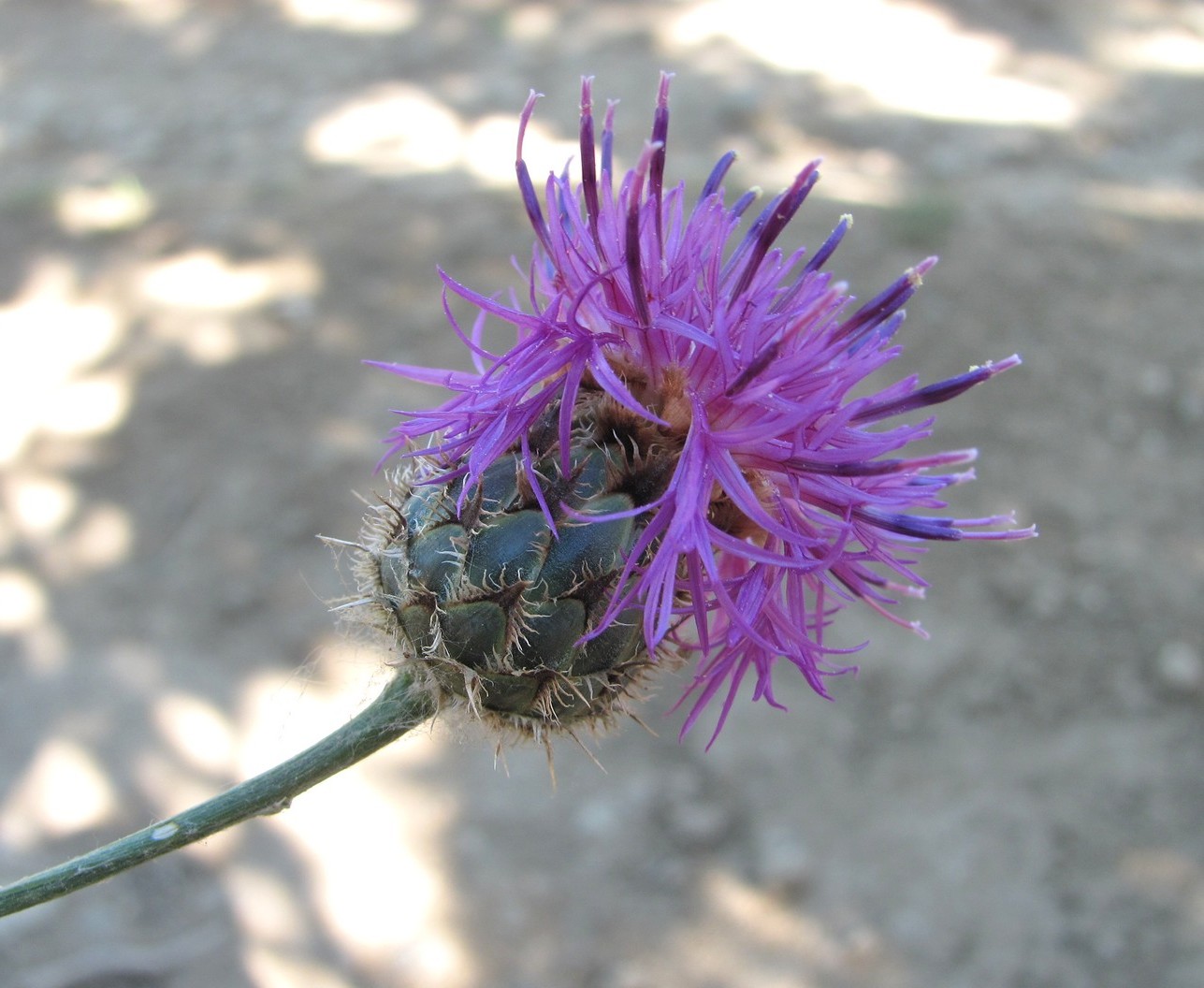 Image of Centaurea pseudoscabiosa ssp. glehnii specimen.