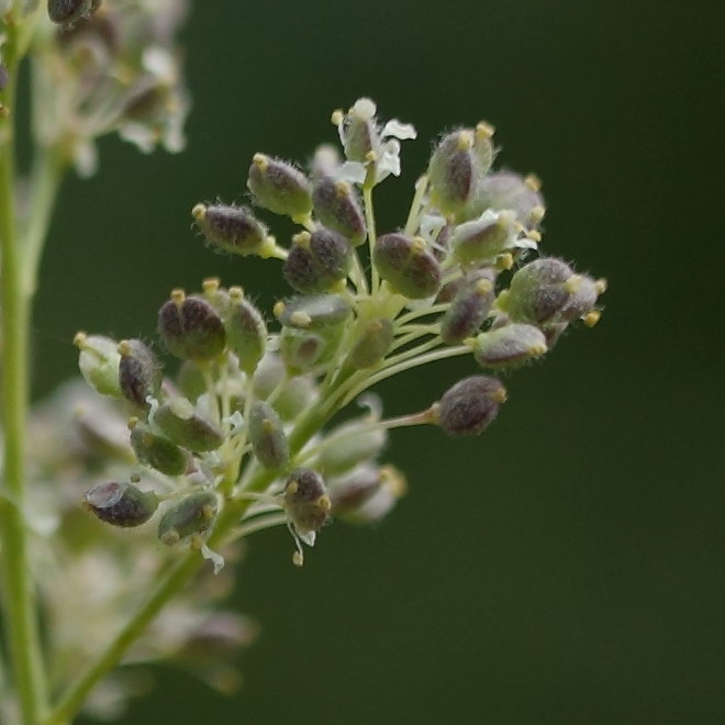 Изображение особи Lepidium latifolium.