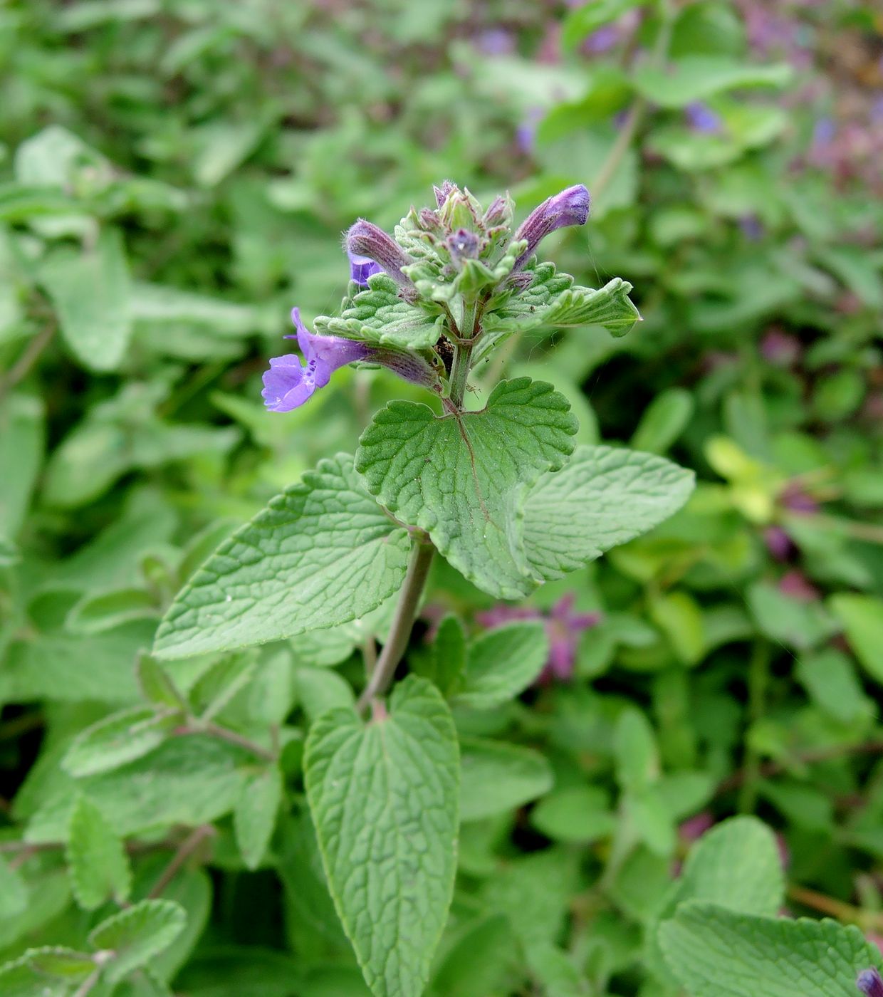 Изображение особи Nepeta mussinii.