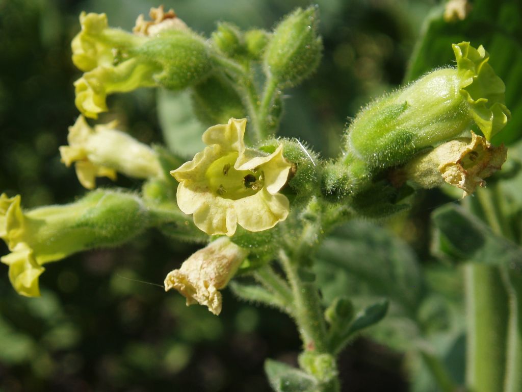 Изображение особи Nicotiana rustica.