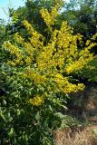 Koelreuteria paniculata