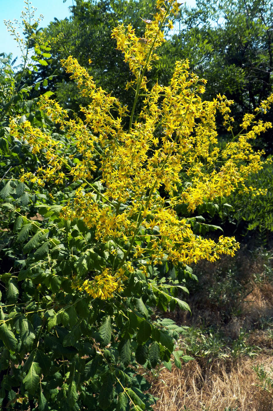 Изображение особи Koelreuteria paniculata.