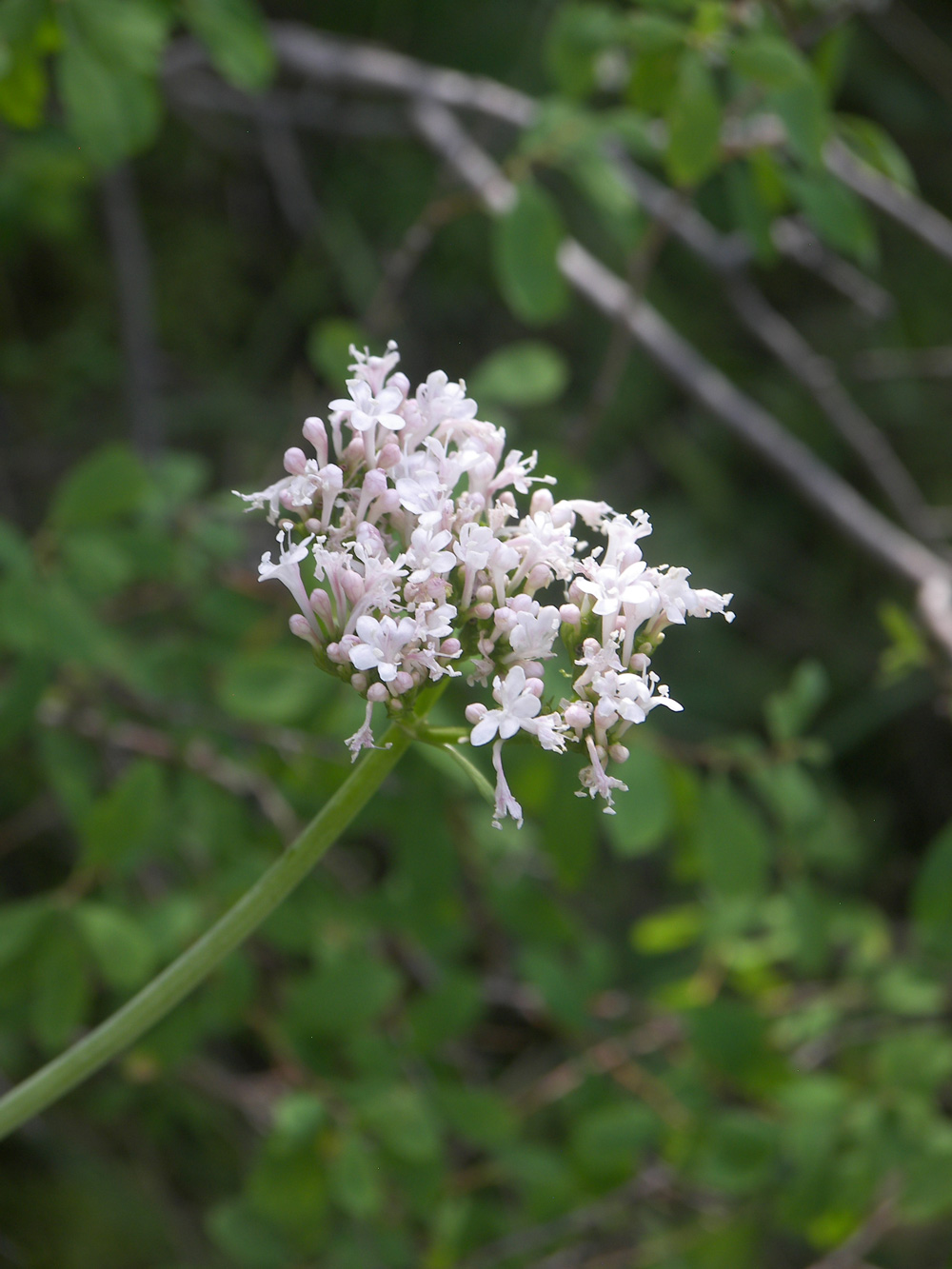 Image of Valeriana sisymbriifolia specimen.