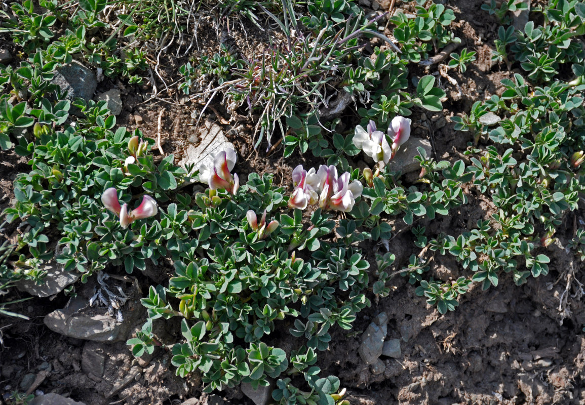 Изображение особи Trifolium eximium.