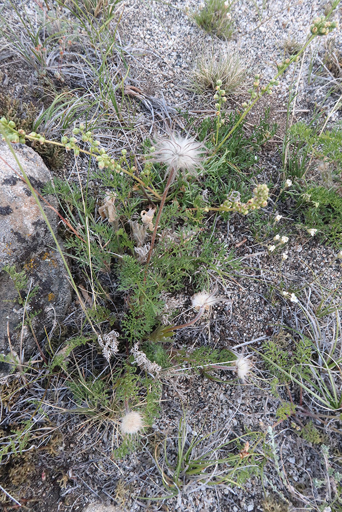 Image of genus Pulsatilla specimen.