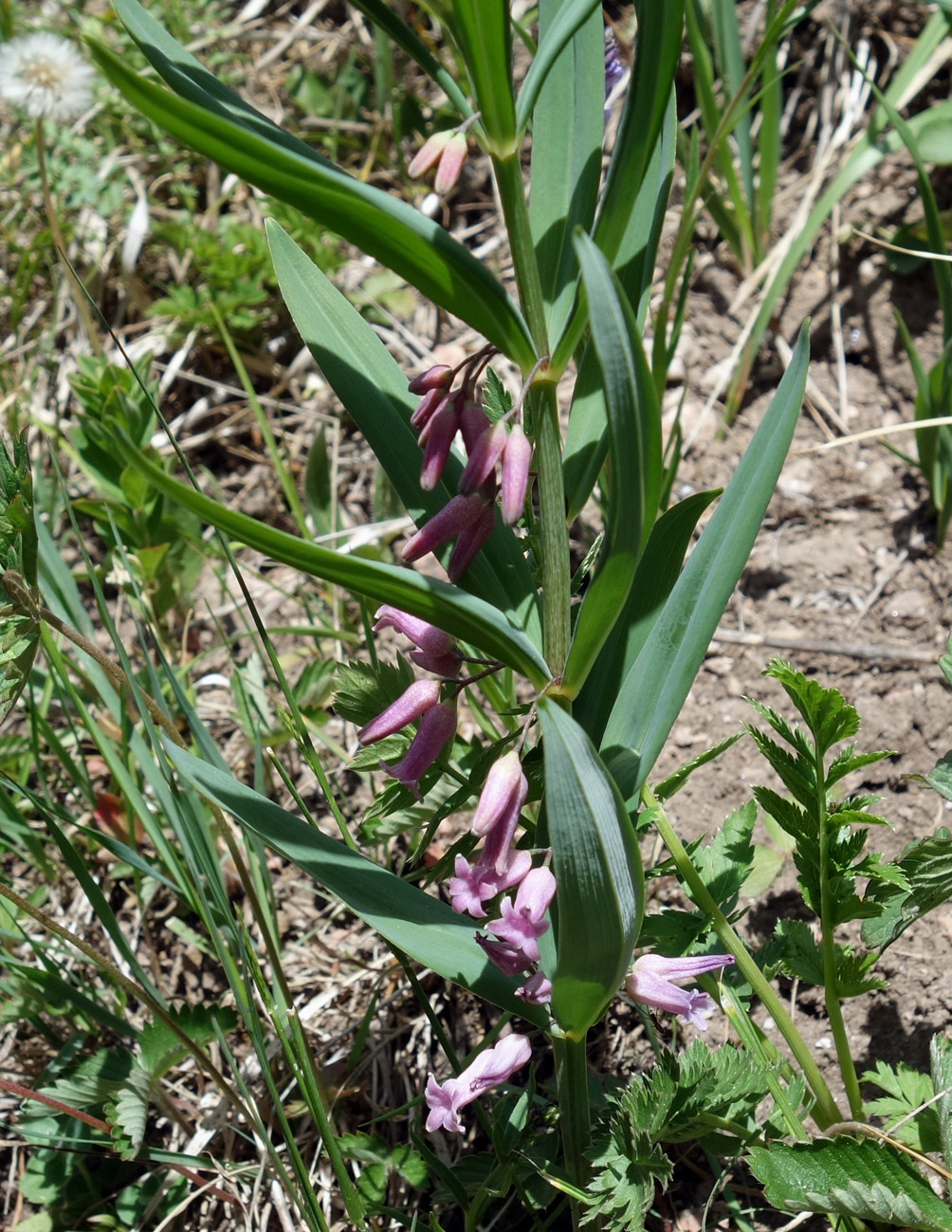 Image of Polygonatum roseum specimen.