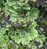 Marchantia polymorpha. Таллом с выводковыми корзинками. Большая Курильская гряда, северное побережье о. Экарма, окр. термоминерального источника. 15.08.2019.