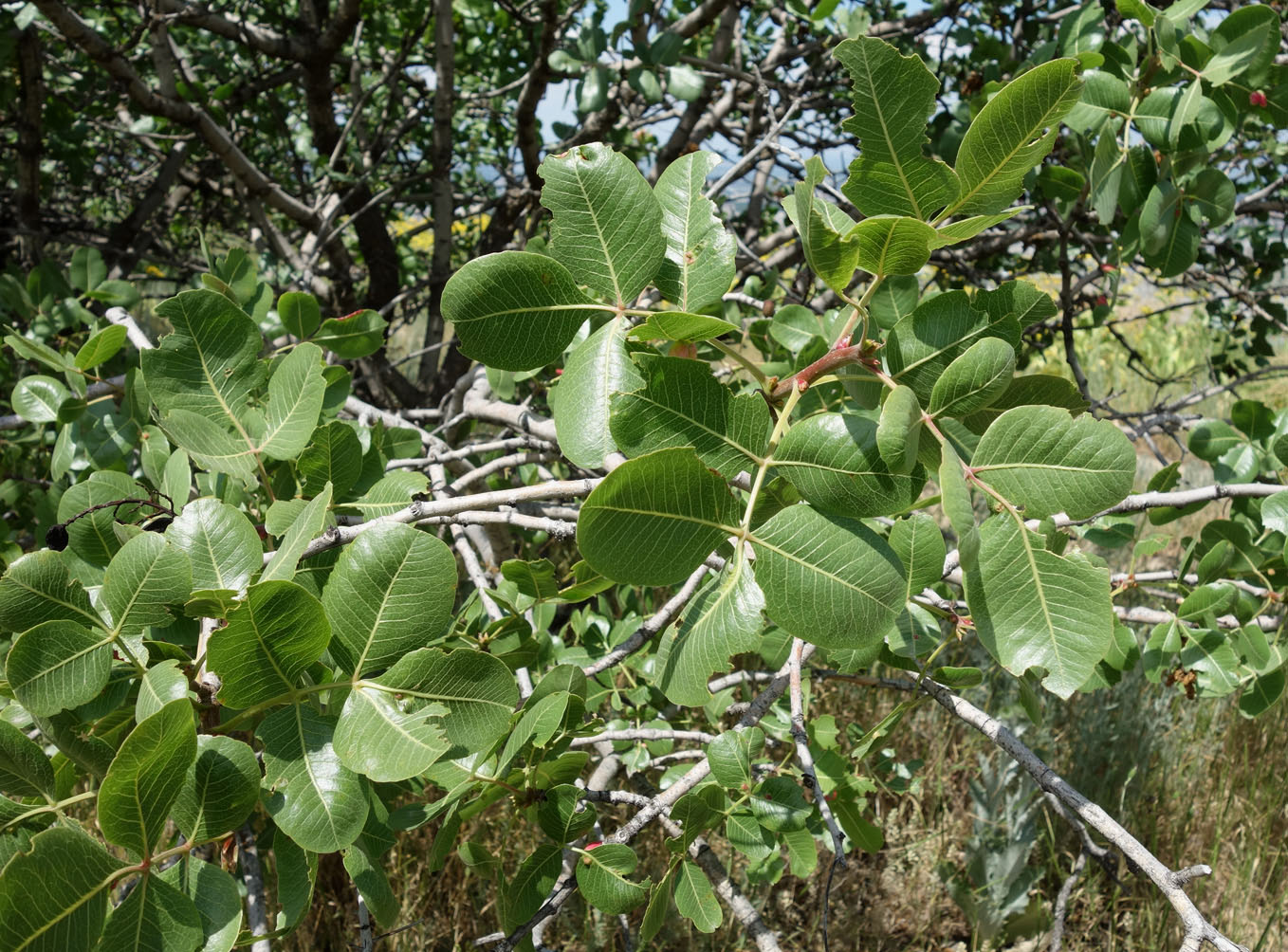 Image of Pistacia vera specimen.