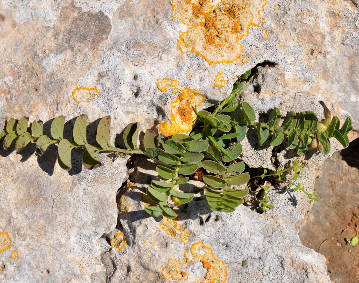 Image of Aristolochia parvifolia specimen.