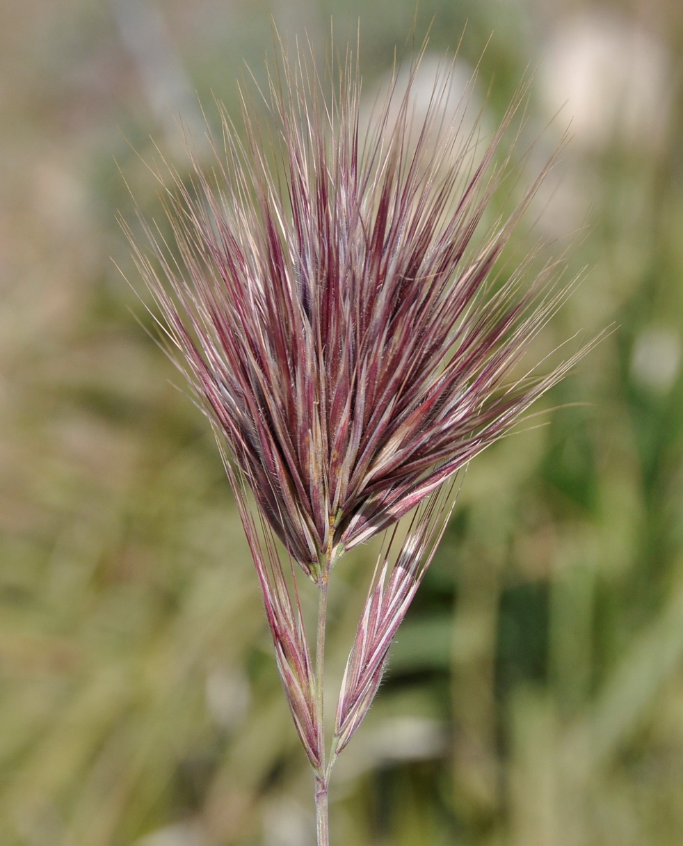 Image of Anisantha rubens specimen.