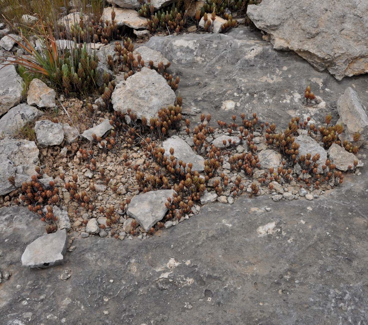 Image of Sedum sediforme specimen.