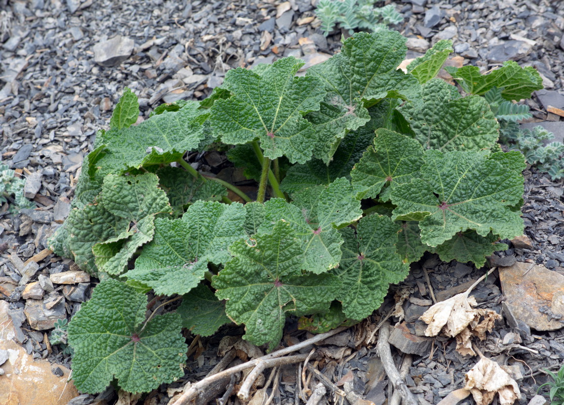 Image of Alcea rugosa specimen.