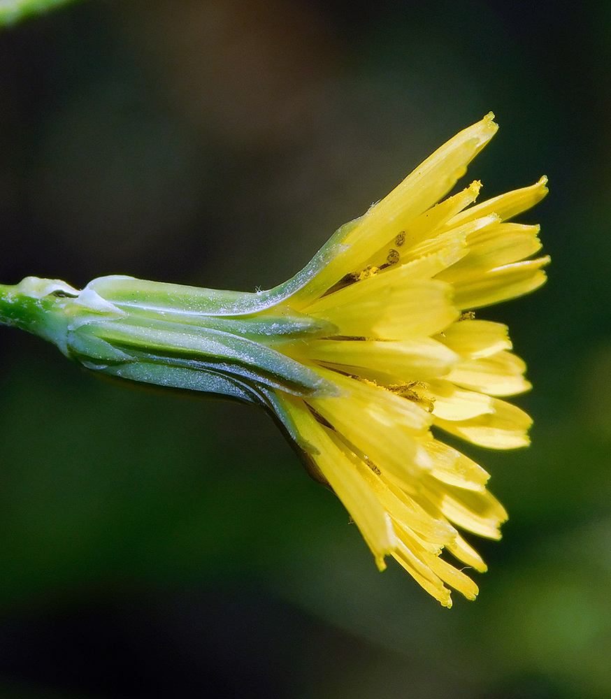 Image of Crepis pulchra specimen.