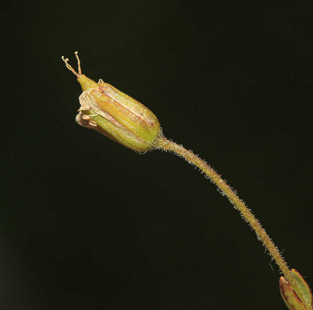 Image of Minuartia arctica specimen.