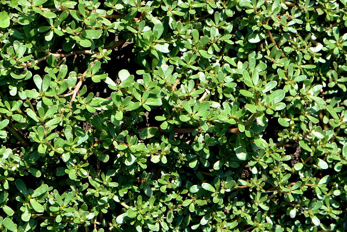 Image of Portulaca oleracea specimen.