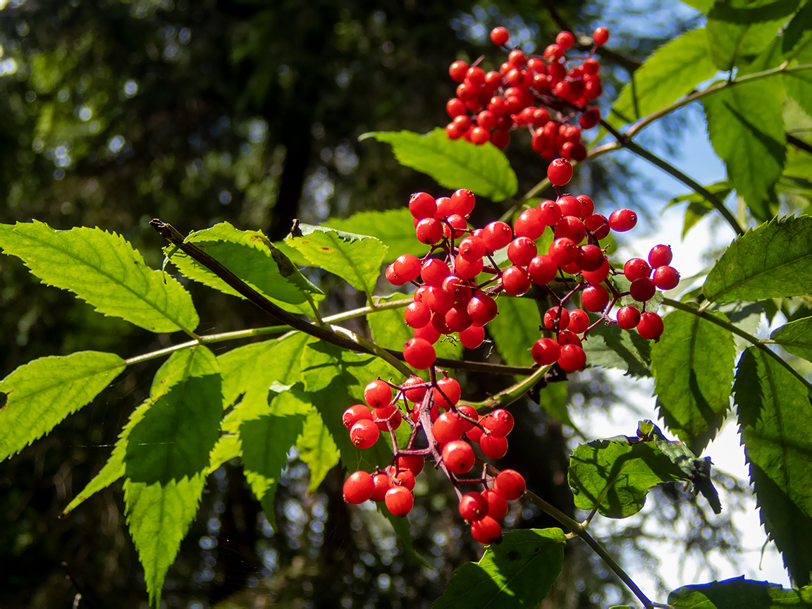 Image of Sambucus racemosa specimen.