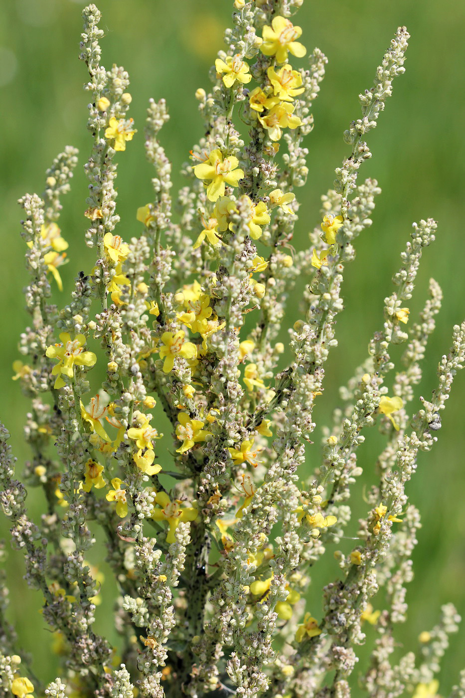 Изображение особи Verbascum lychnitis.