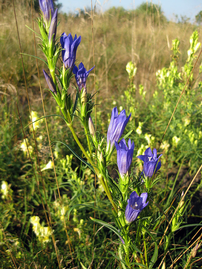 Изображение особи Gentiana pneumonanthe.