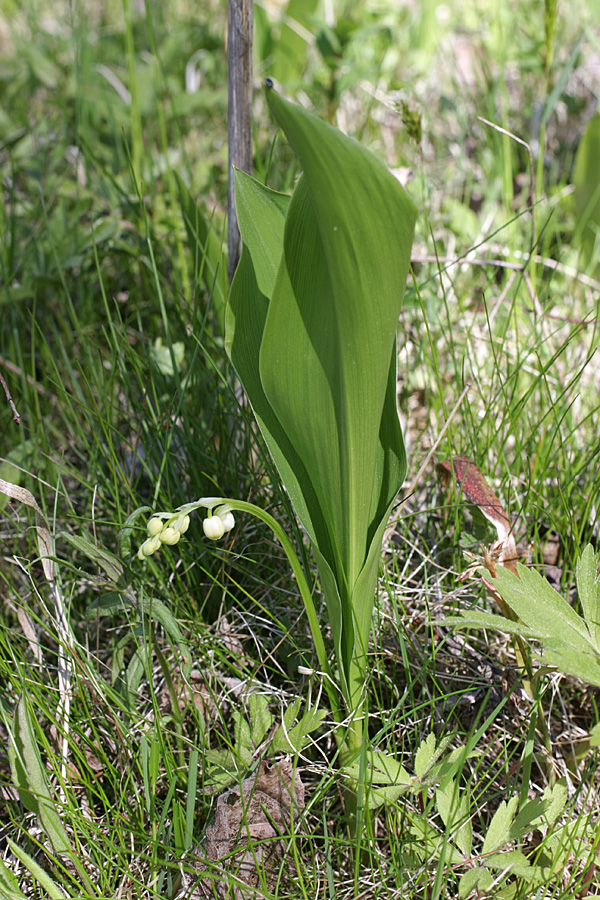 Изображение особи Convallaria majalis.