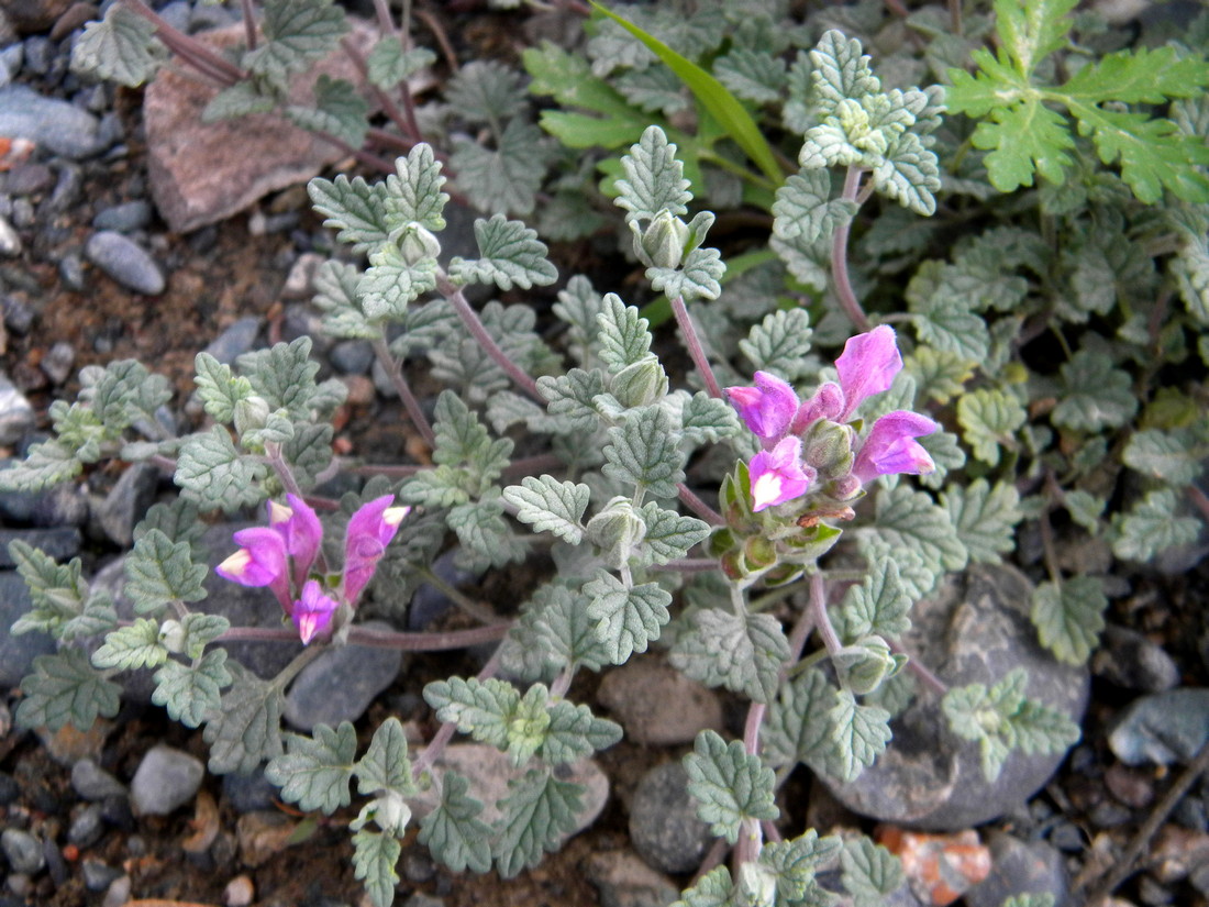 Image of Scutellaria grandiflora specimen.