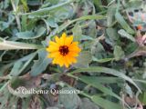 Calendula persica