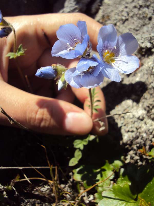 Image of Polemonium boreale specimen.