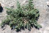 Смотреть изображение Suaeda crassifolia