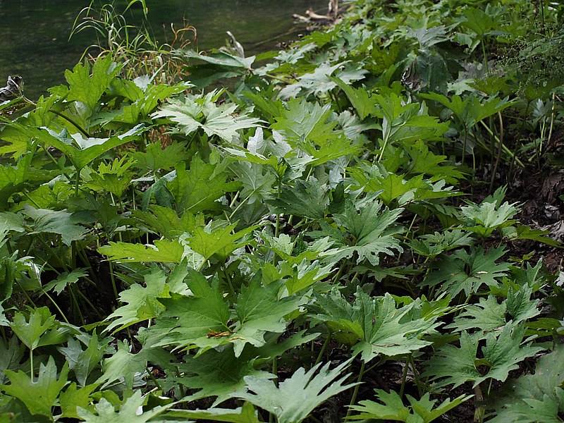 Изображение особи Petasites tatewakianus.