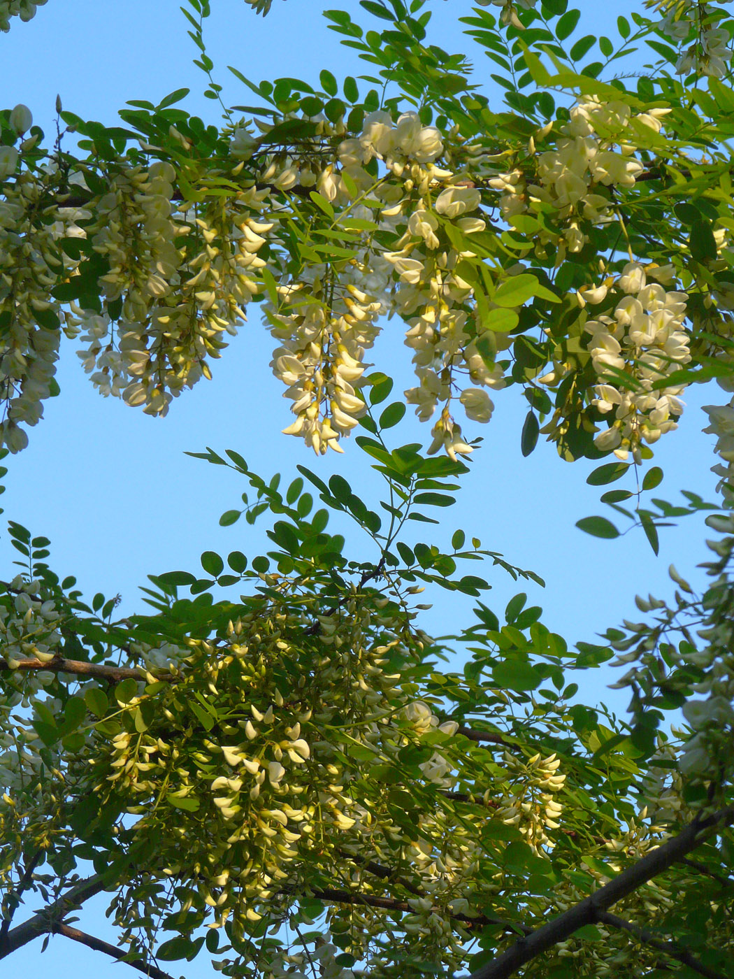 Image of Robinia pseudoacacia specimen.