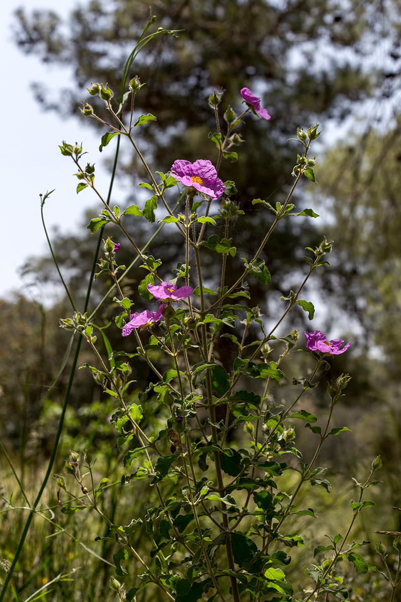 Изображение особи Cistus creticus.