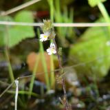 genus Euphrasia