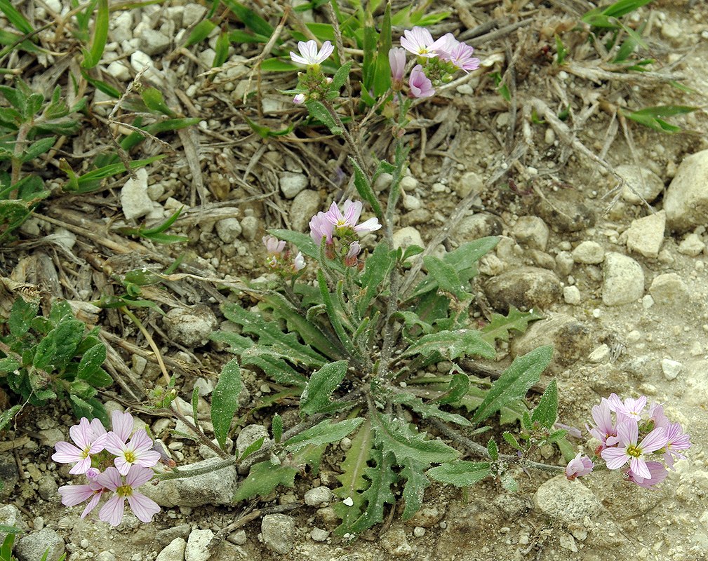 Image of Neotorularia contortuplicata specimen.