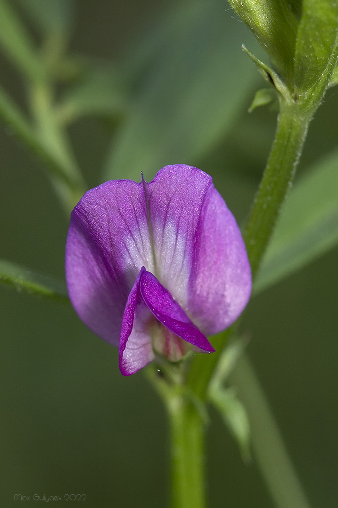 Image of Vicia angustifolia specimen.