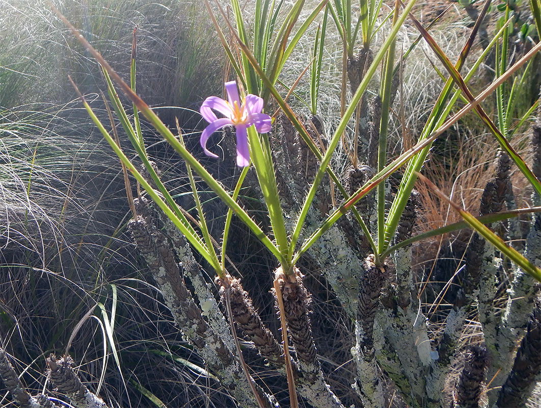 Изображение особи Xerophyta dasylirioides.