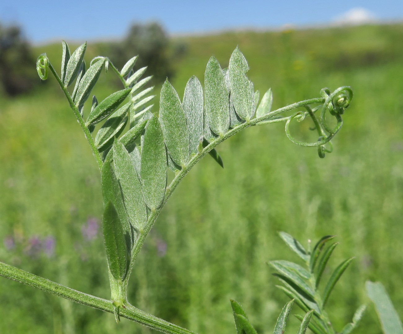 Изображение особи Vicia cracca.