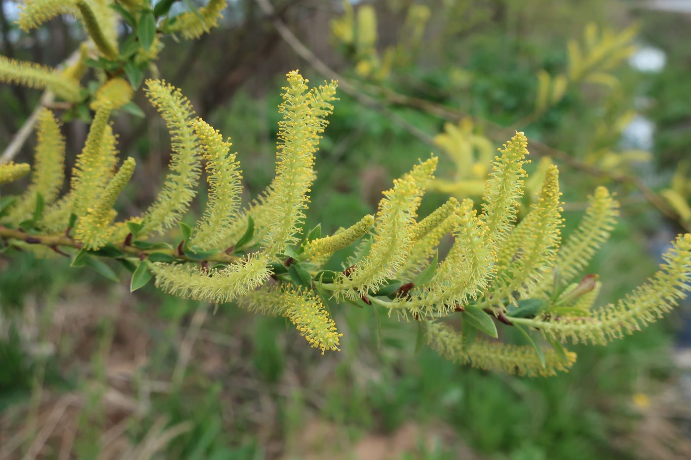 Изображение особи Salix triandra.