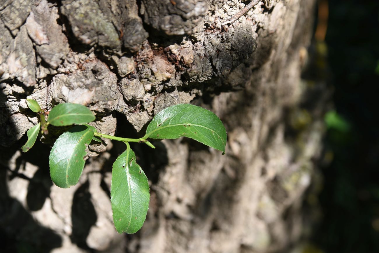 Image of genus Salix specimen.