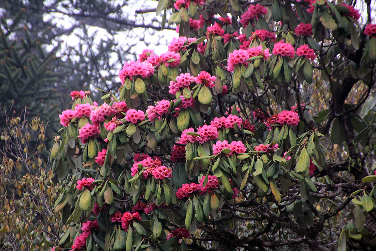 Изображение особи род Rhododendron.