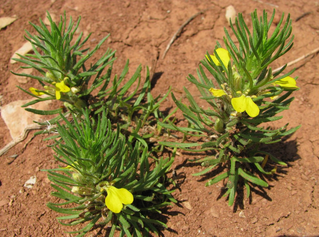 Image of Ajuga glabra specimen.