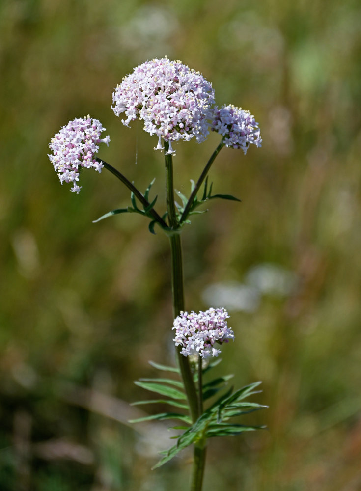 Изображение особи род Valeriana.