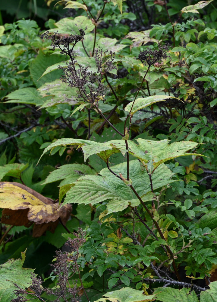 Изображение особи Filipendula camtschatica.